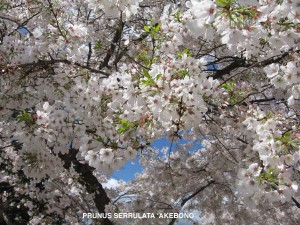 Prunus serrulata 'Akebono' - blossom